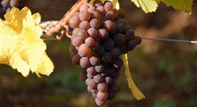 灰皮諾_副本 灰皮諾_副本