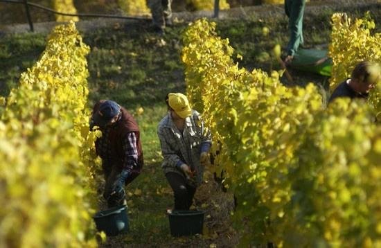 全球葡萄酒總產量下降8.2%，2018葡萄酒漲價已成定勢