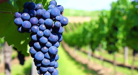 低調的歌海娜,我來為你正名!